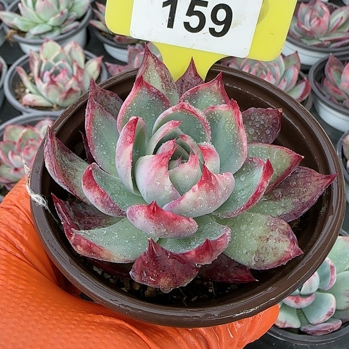 159 惊鸿仙子多肉植物6-9cm