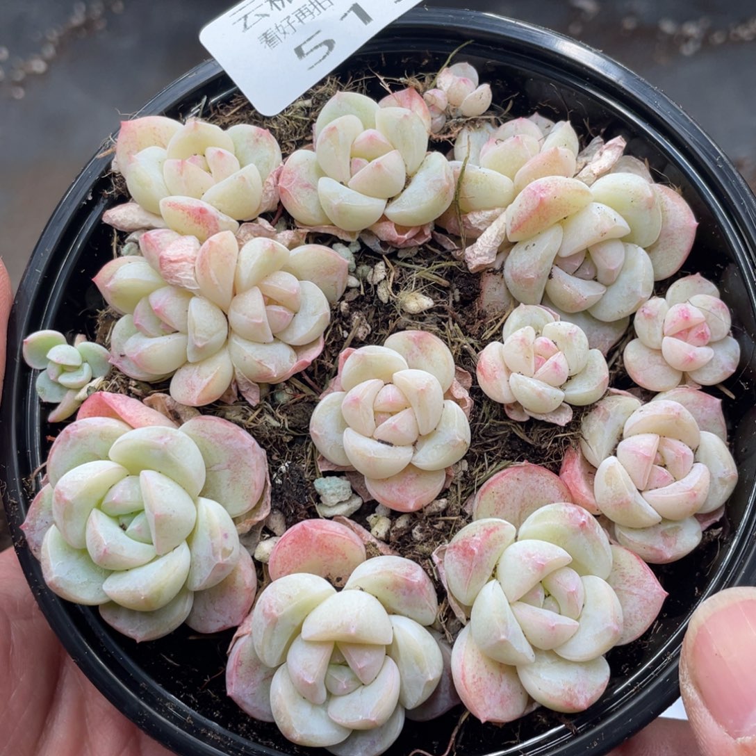 云糖心多肉植物515