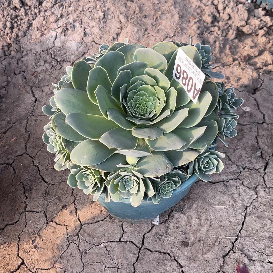 法师法师15–16包邮法师