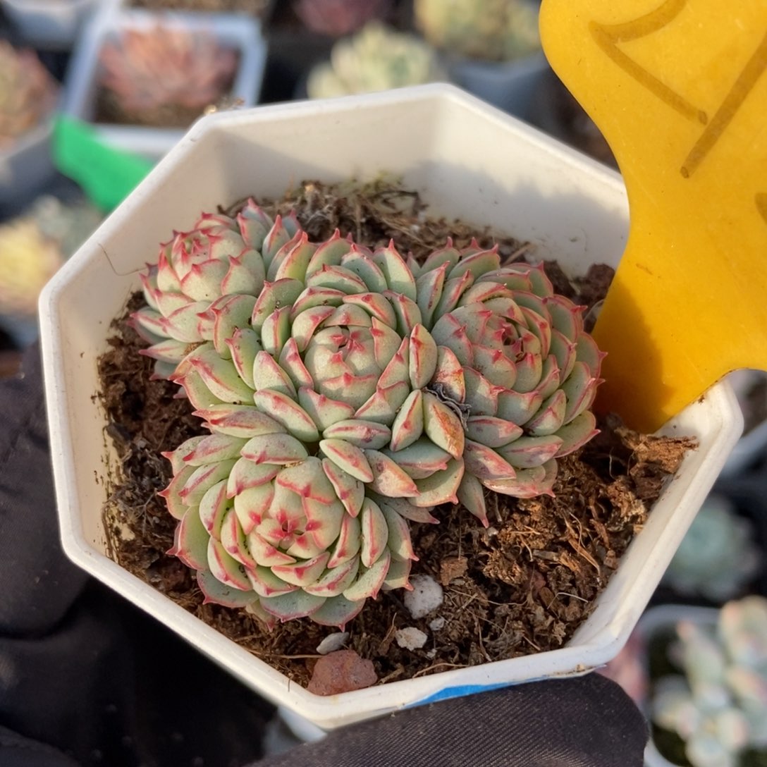 2121小红船多肉植物保护