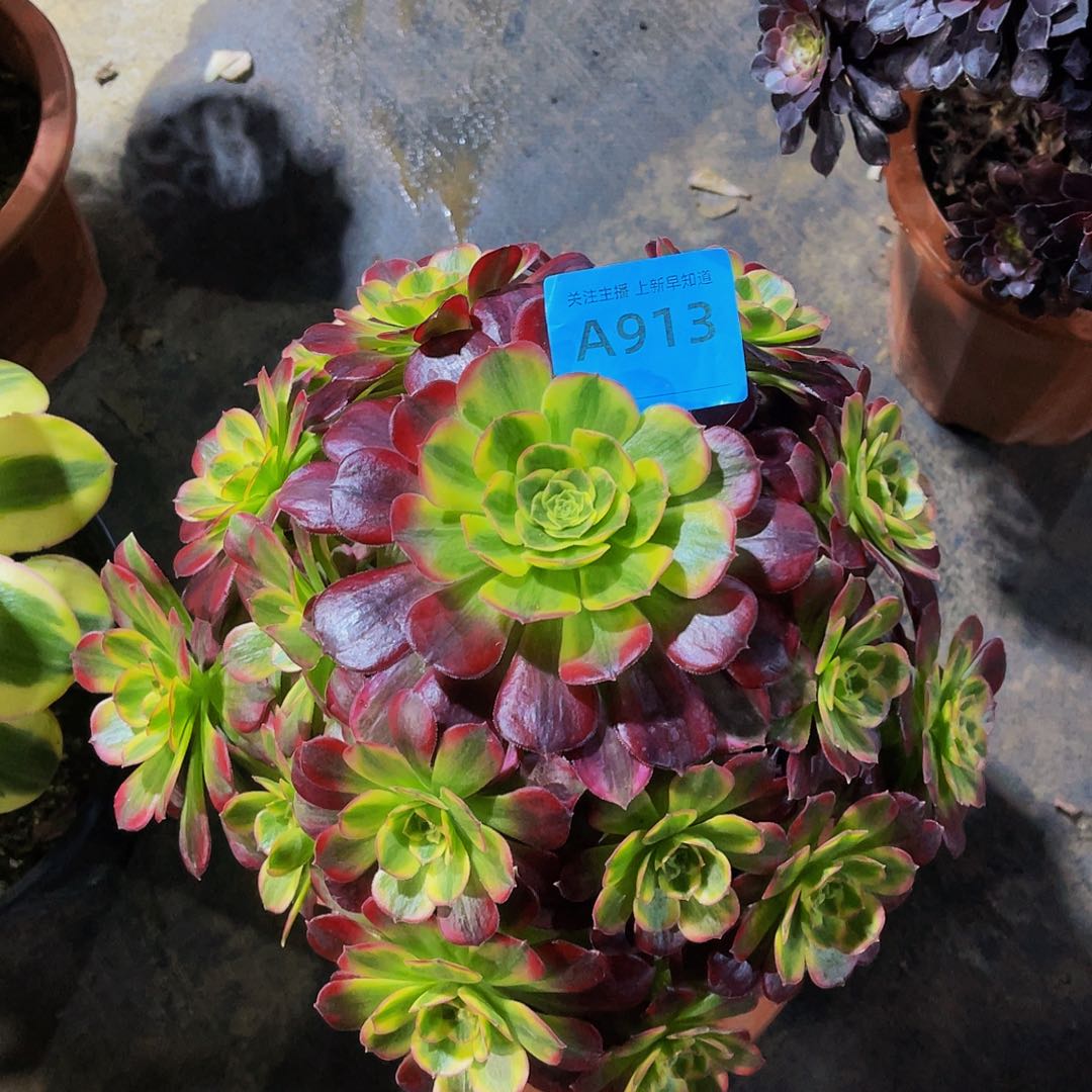 安娜913拖土法师