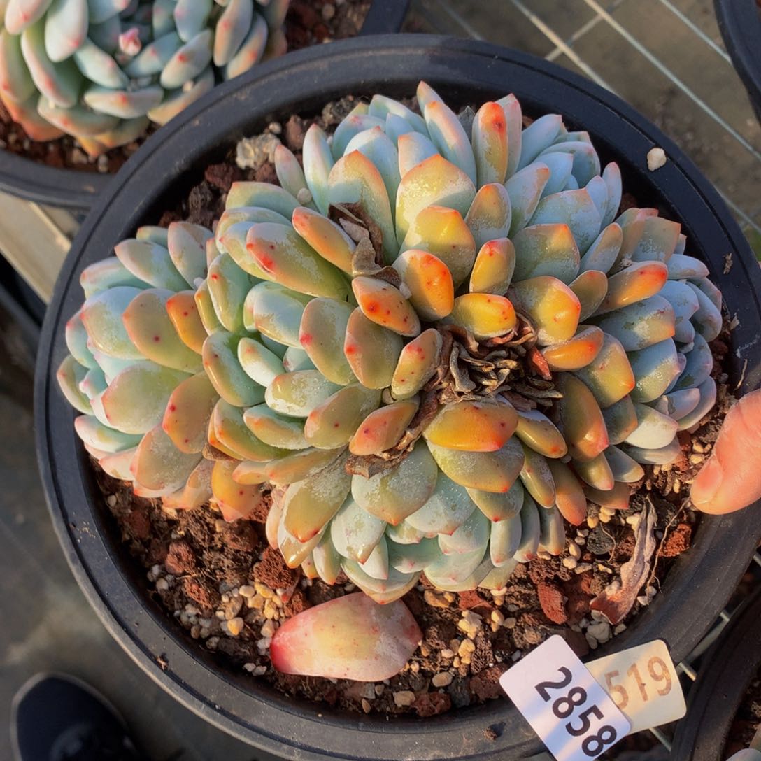 2858多头一个小男孩都要