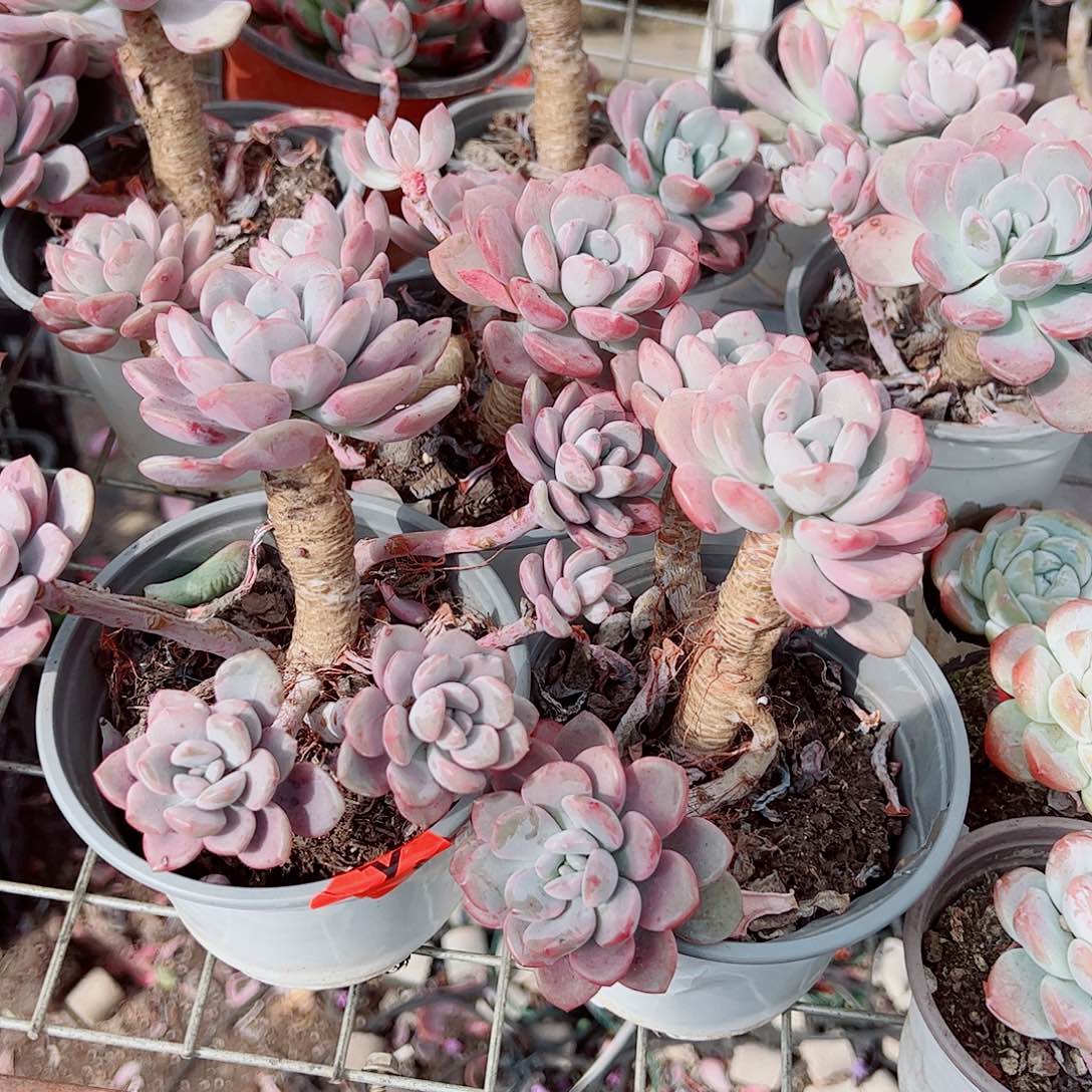 白露多头群生精品特价三盆