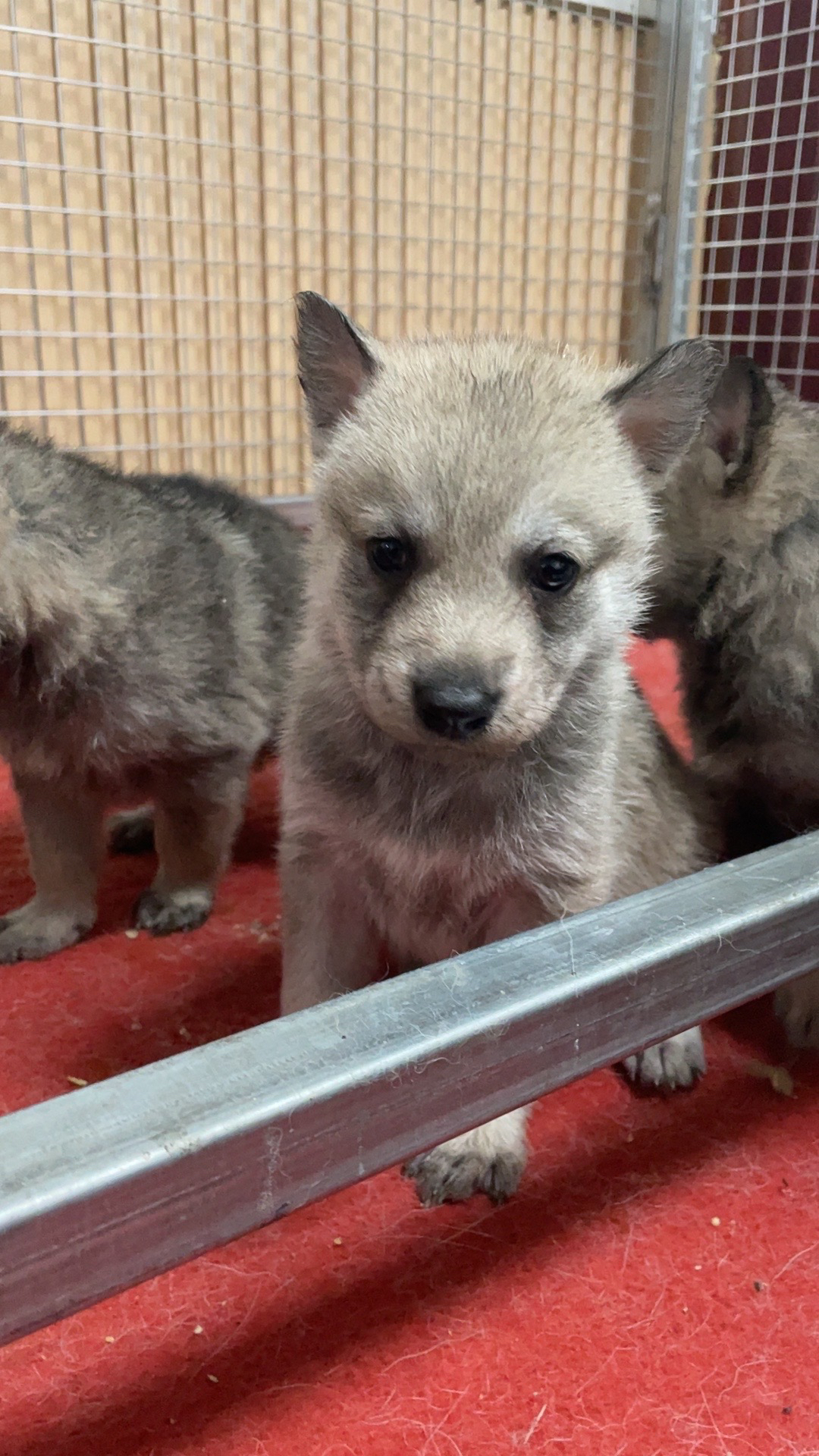 狼犬宠物活体狗狗