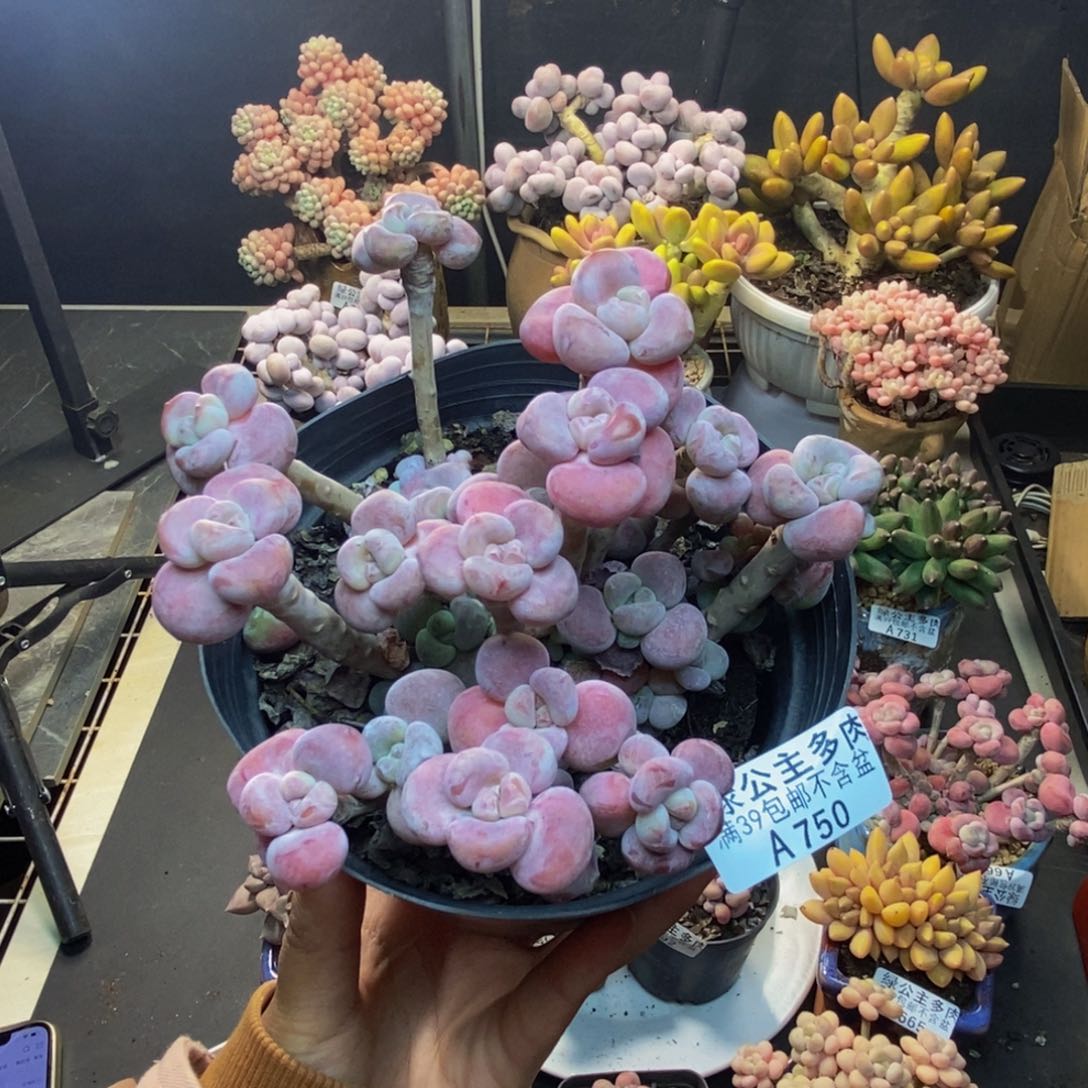 750腰子洛神多肉10c m