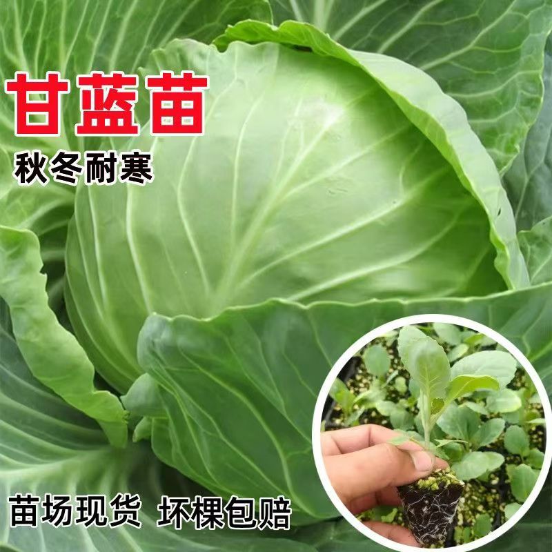 甘蓝秧苗耐寒秋冬高产包菜蔬菜苗