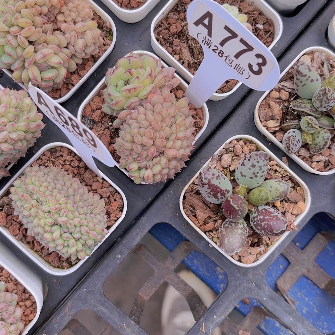 A773白胖子缀一物一拍