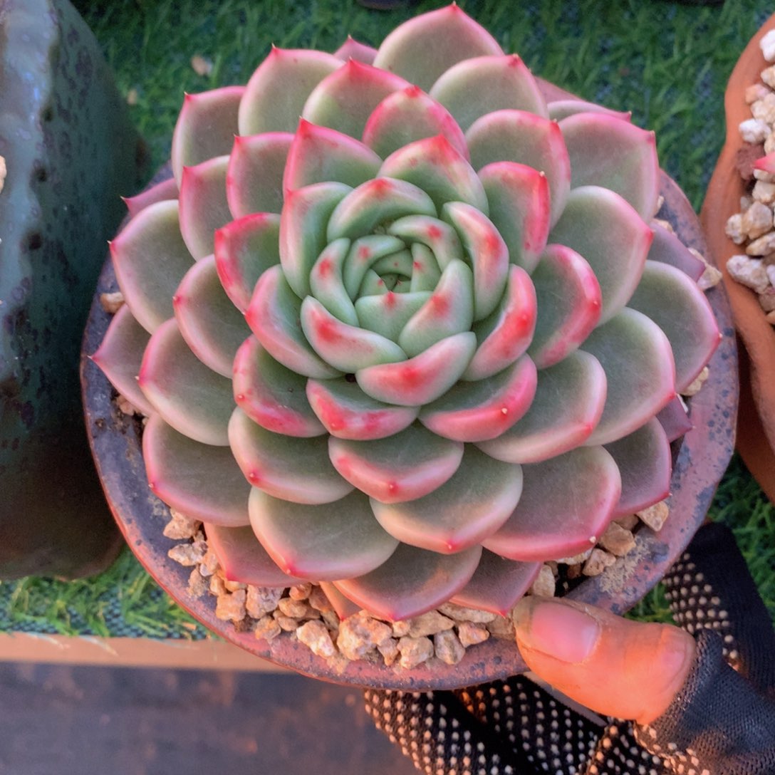 ?**?珍妮系列13 公分一物一拍