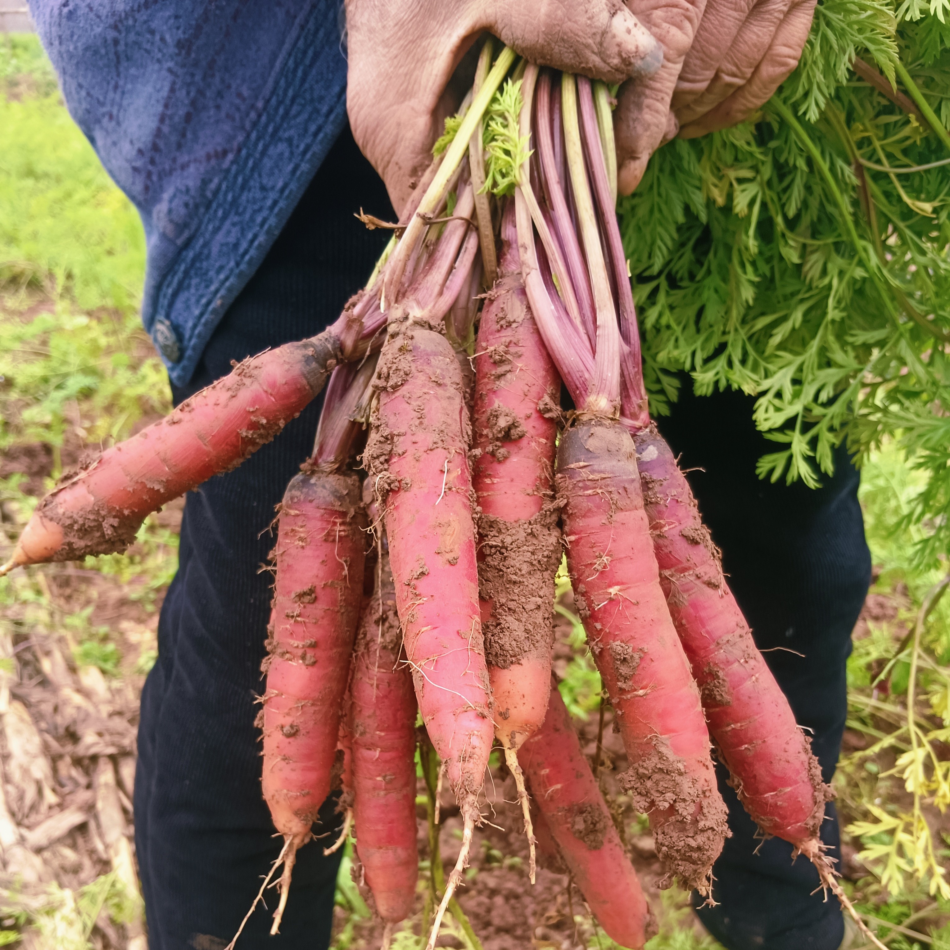 土胡萝卜重庆开州特产应季蔬菜可生吃小品种胡萝卜带泥土发货
