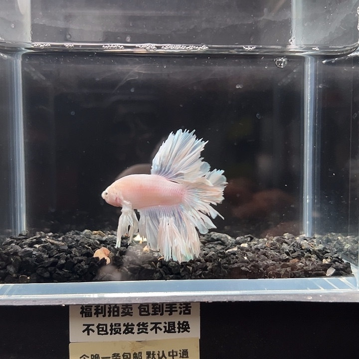 斗鱼竞拍跑单拉黑18日140