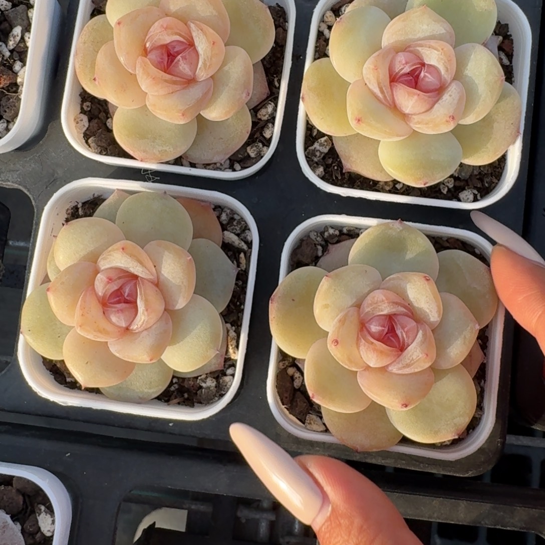 1212-178-小桃花一颗量拍