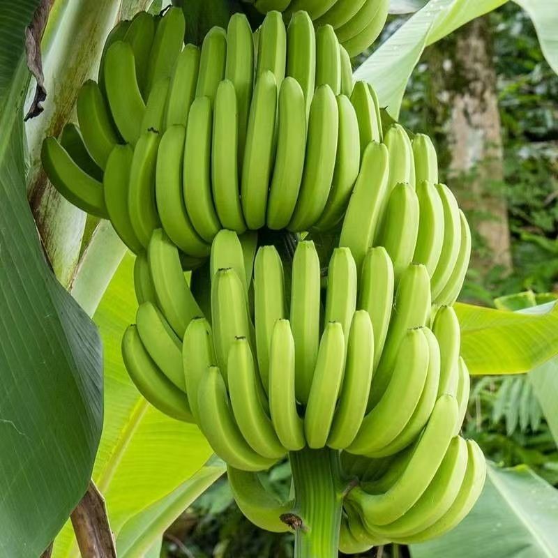 【新人福利】云南高山甜蕉新鲜采摘软糯香甜当季水果