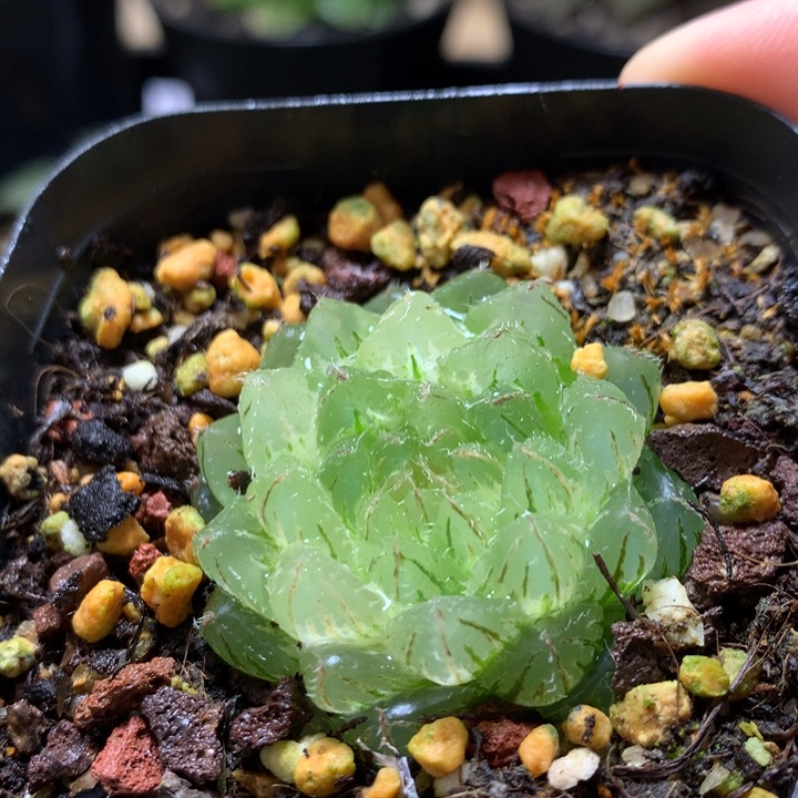 翠云玉露锦一物一拍