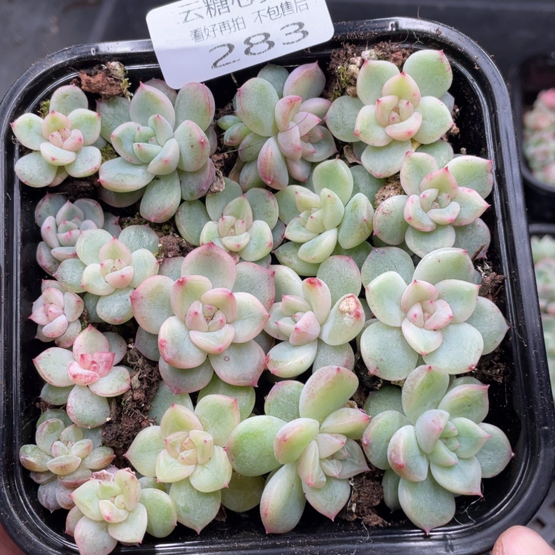 云糖心多肉植物283