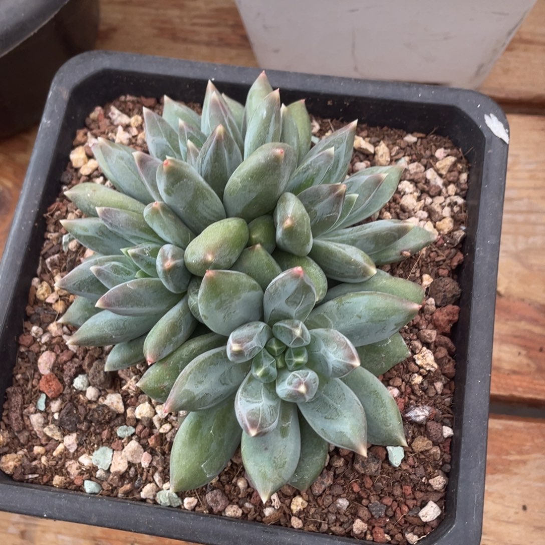 啊***东重楼一物一拍链接