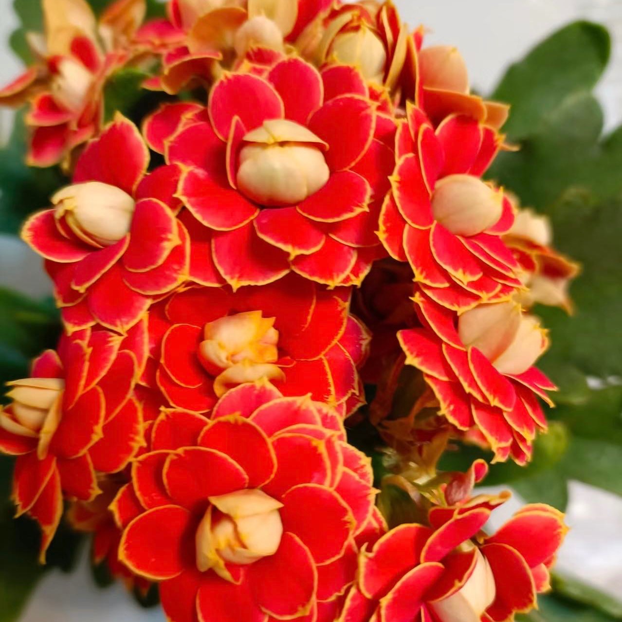 （金狐狸）110盆  长寿 稀有大花 花卉批发