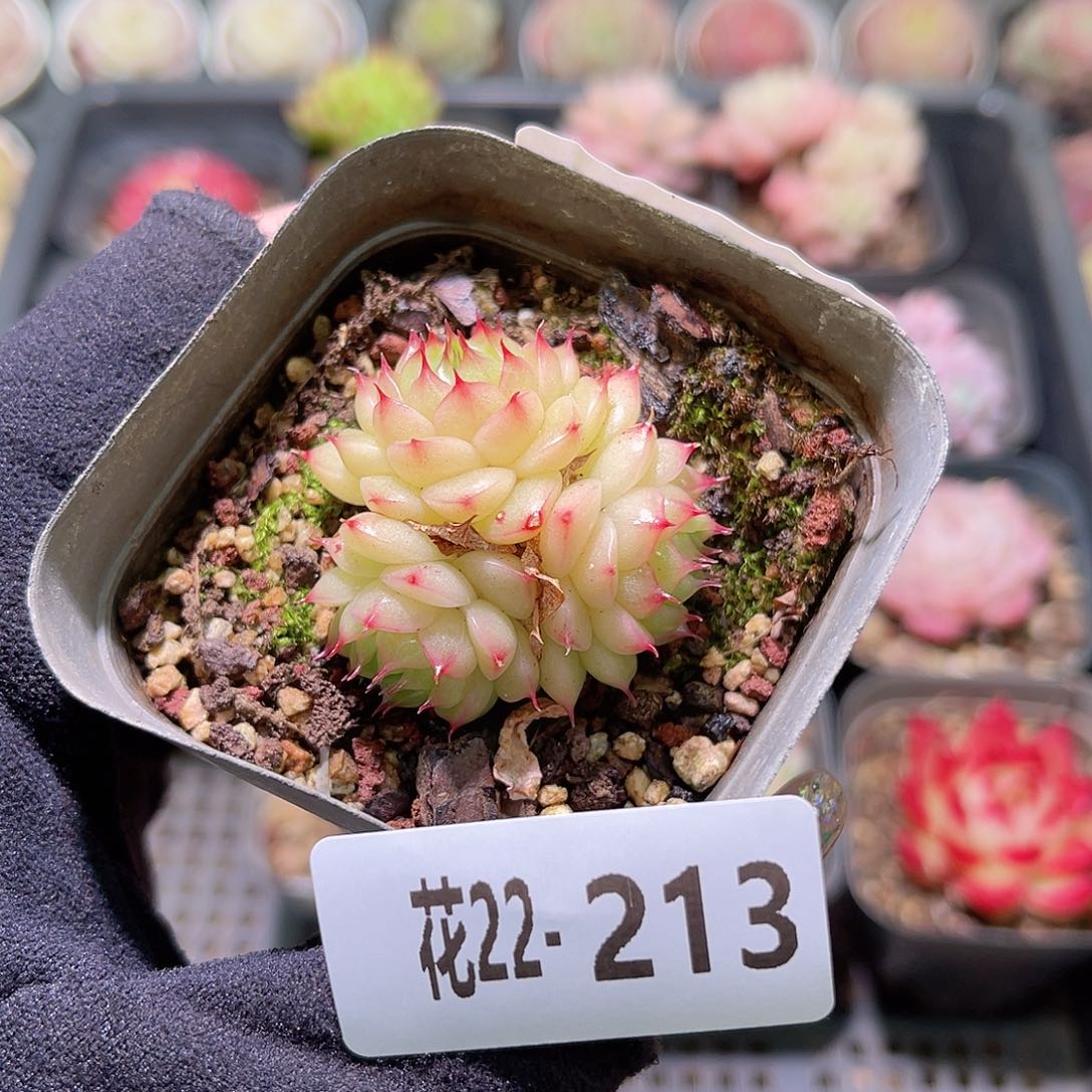 花利美22-213海王