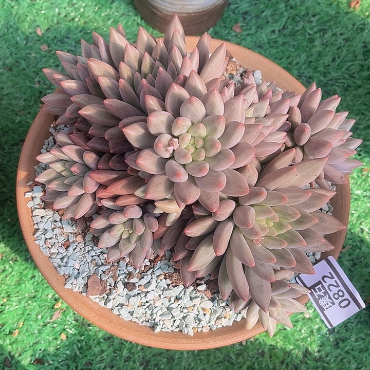 水晶球0822多肉植物