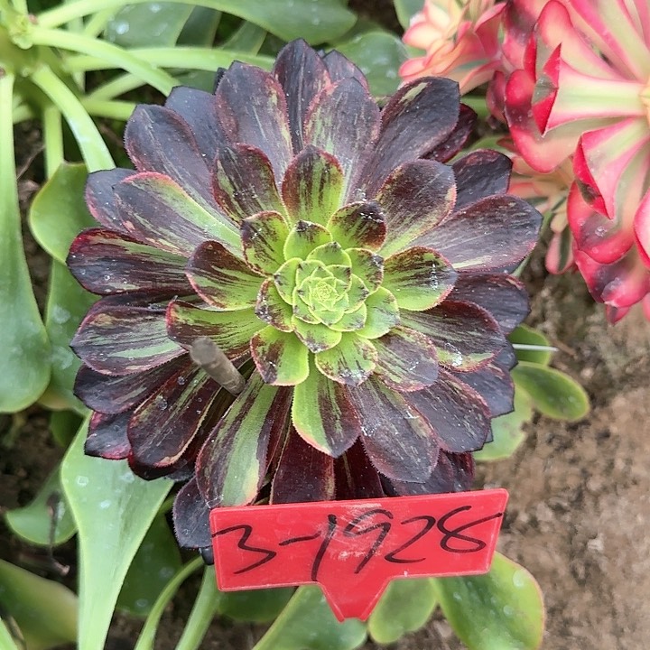 3+1928莫兰迪多肉法师