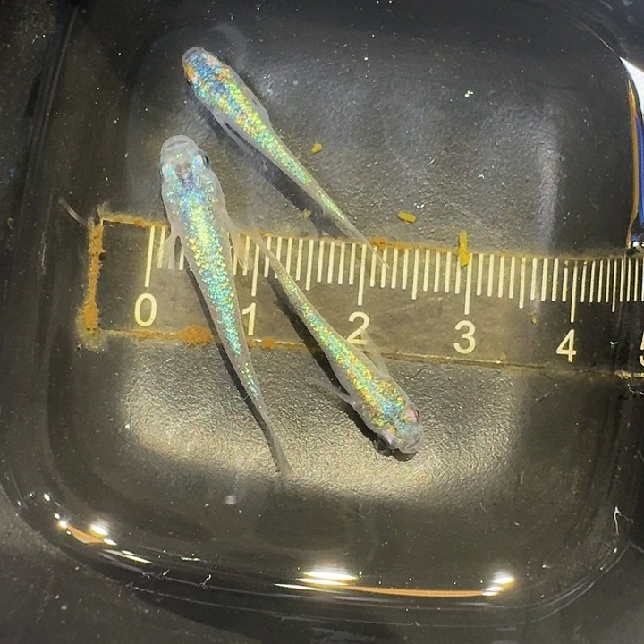 青鳉鱼66号拍品海王星一组