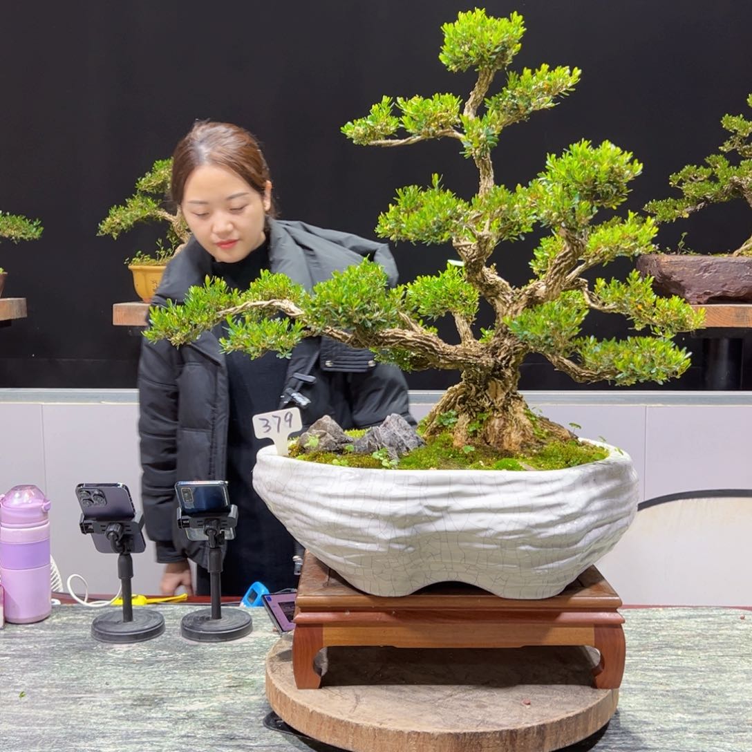 四季常青老桩黄杨盆景