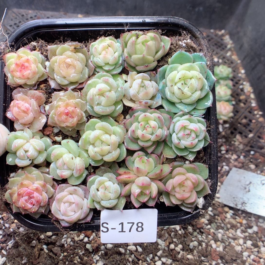 无花朵S178英语英语