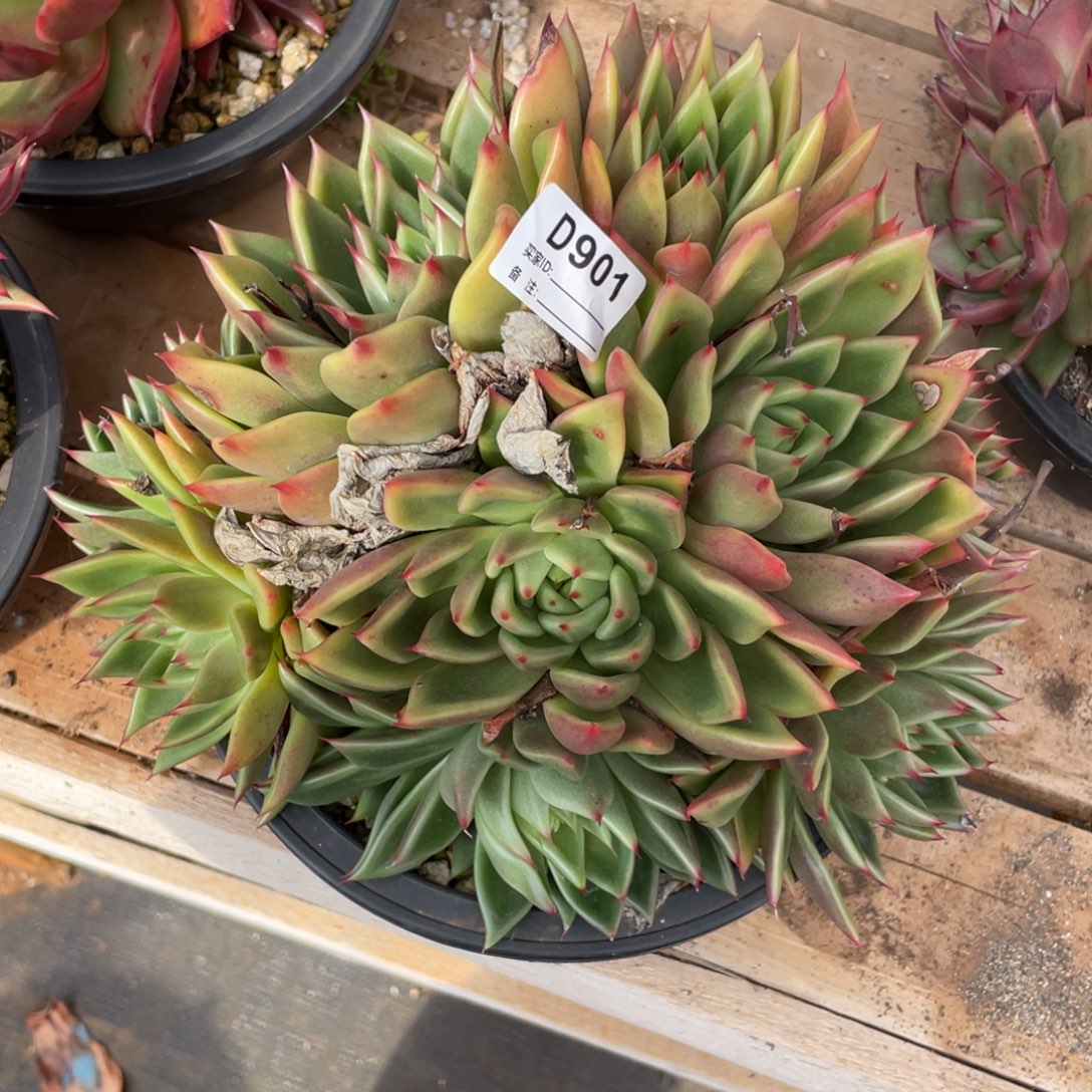 千***雪无花朵若如东云单拍D901