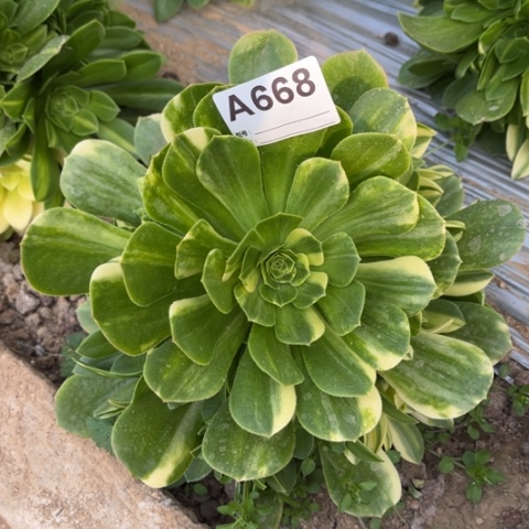 多肉植物五彩琉璃