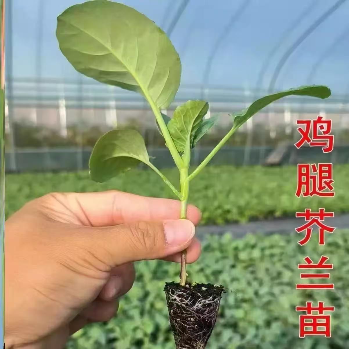 带土发货大芯鸡腿芥兰苗秧苗广东甜心甜脆鸡腿芥蓝菜苗大芥兰种苗