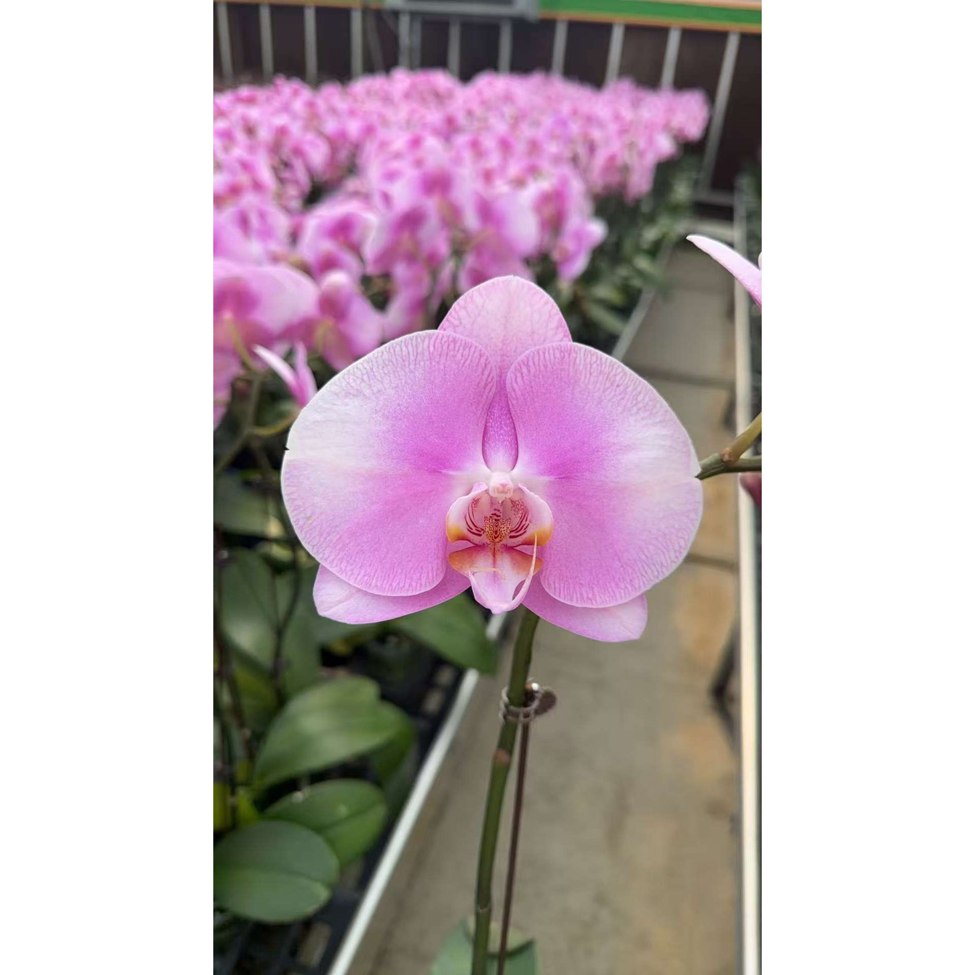【美滋】蝴蝶兰大花型浅紫色带纹路室内观赏花卉