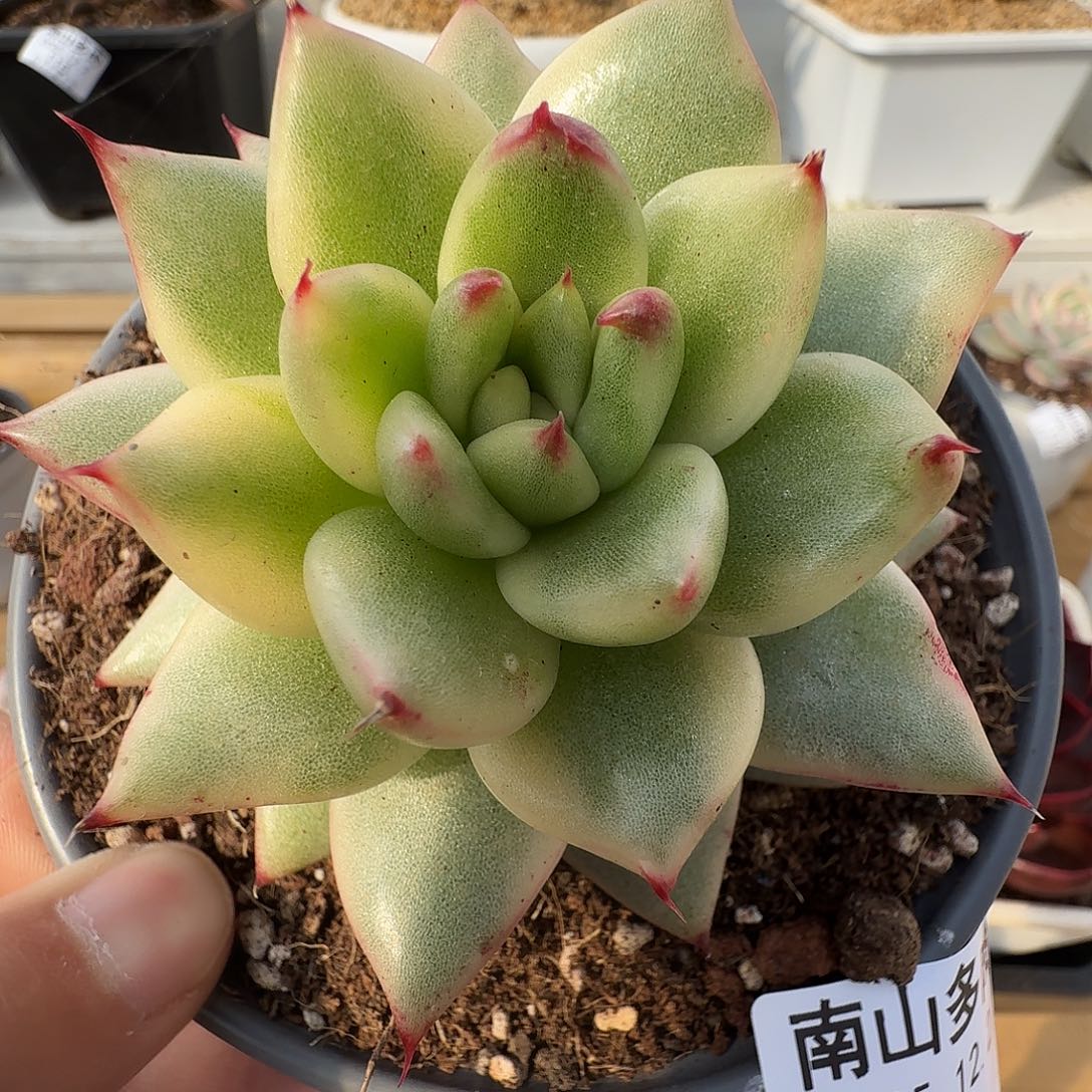 冬云锦111122-111