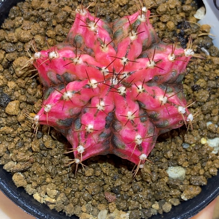 海神锦 米哈仙人球