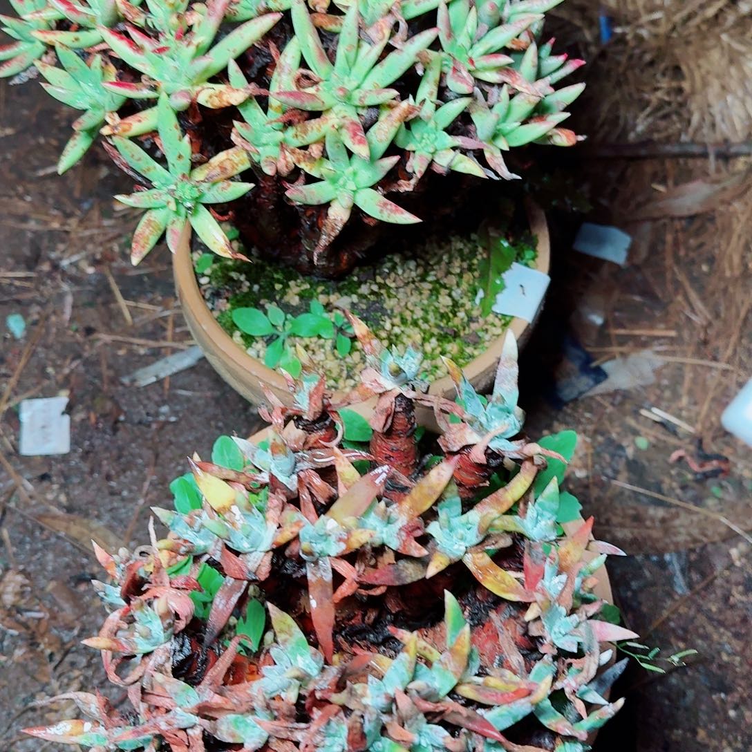 6658两颗仙女杯多肉