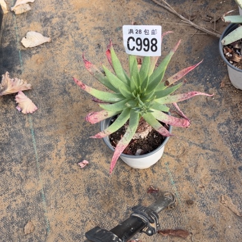 998多肉植物不包断枝