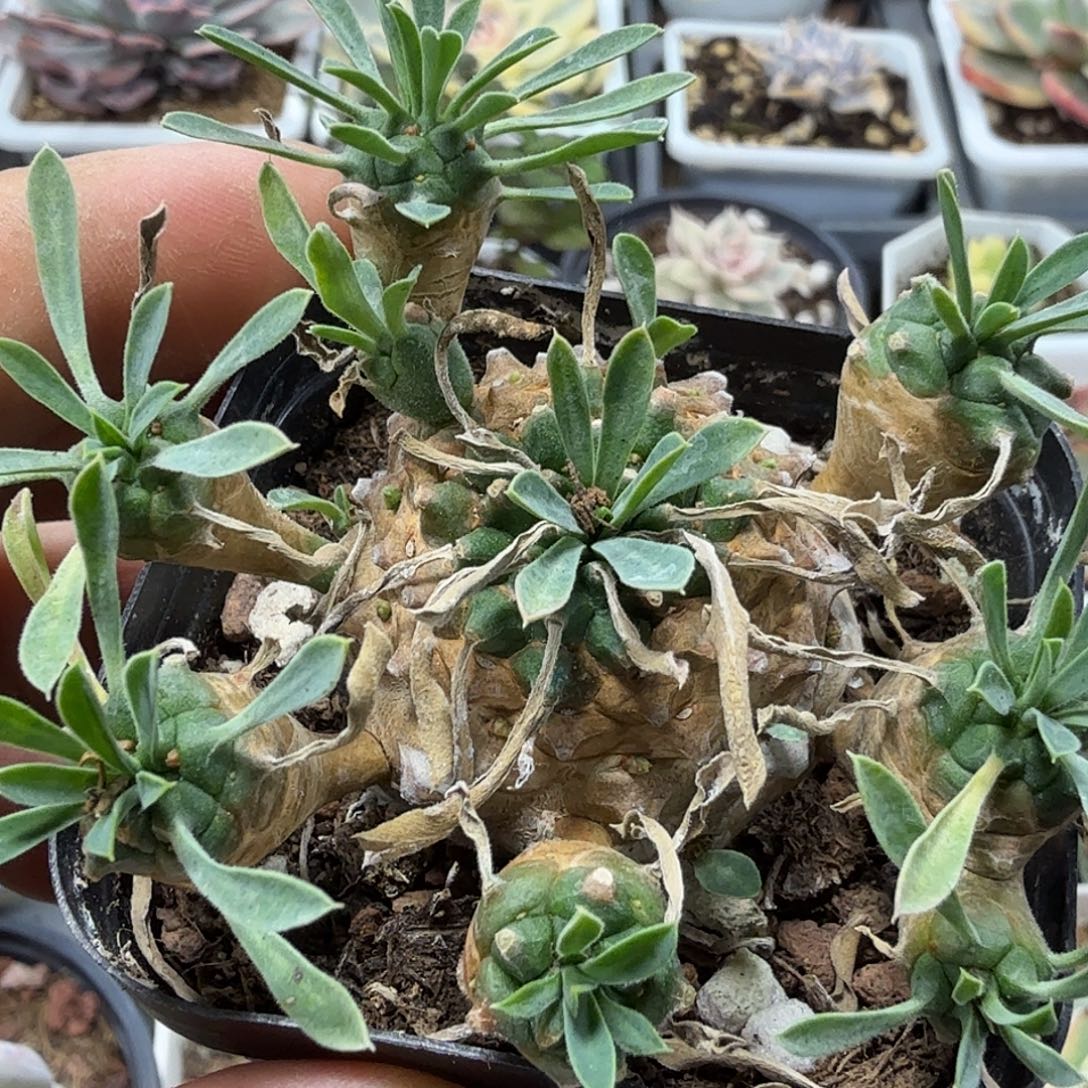 峨眉山 小方花圃一物一拍