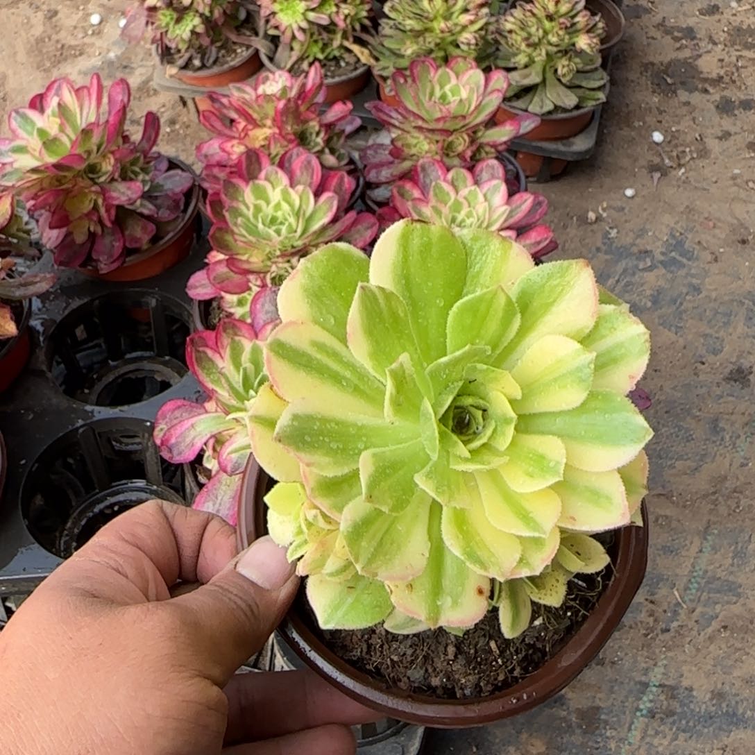 为****兽093号带盆五彩琉璃