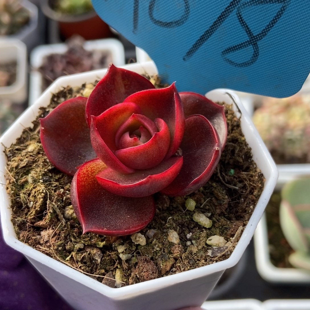 078红灯多肉植物保护