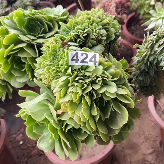ঞ***࿐多肉植物一个绿玫瑰424