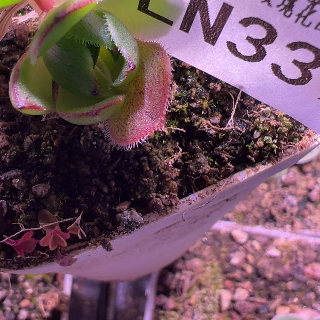 LN339墨殇龙璧腺体侧芽价