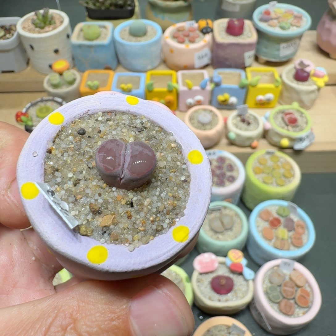 红陶蘑菇370紫饼