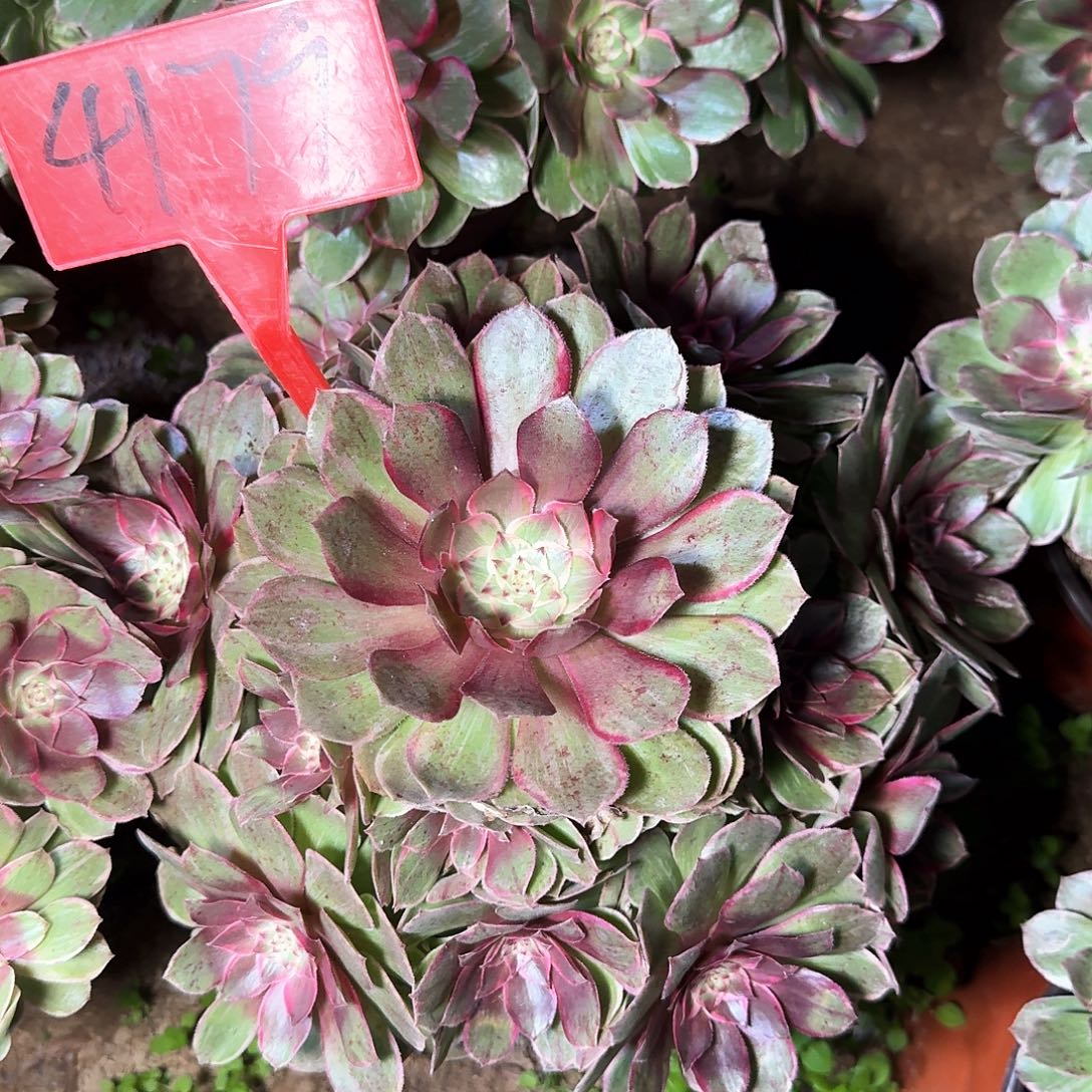 4179莲花座多肉法师