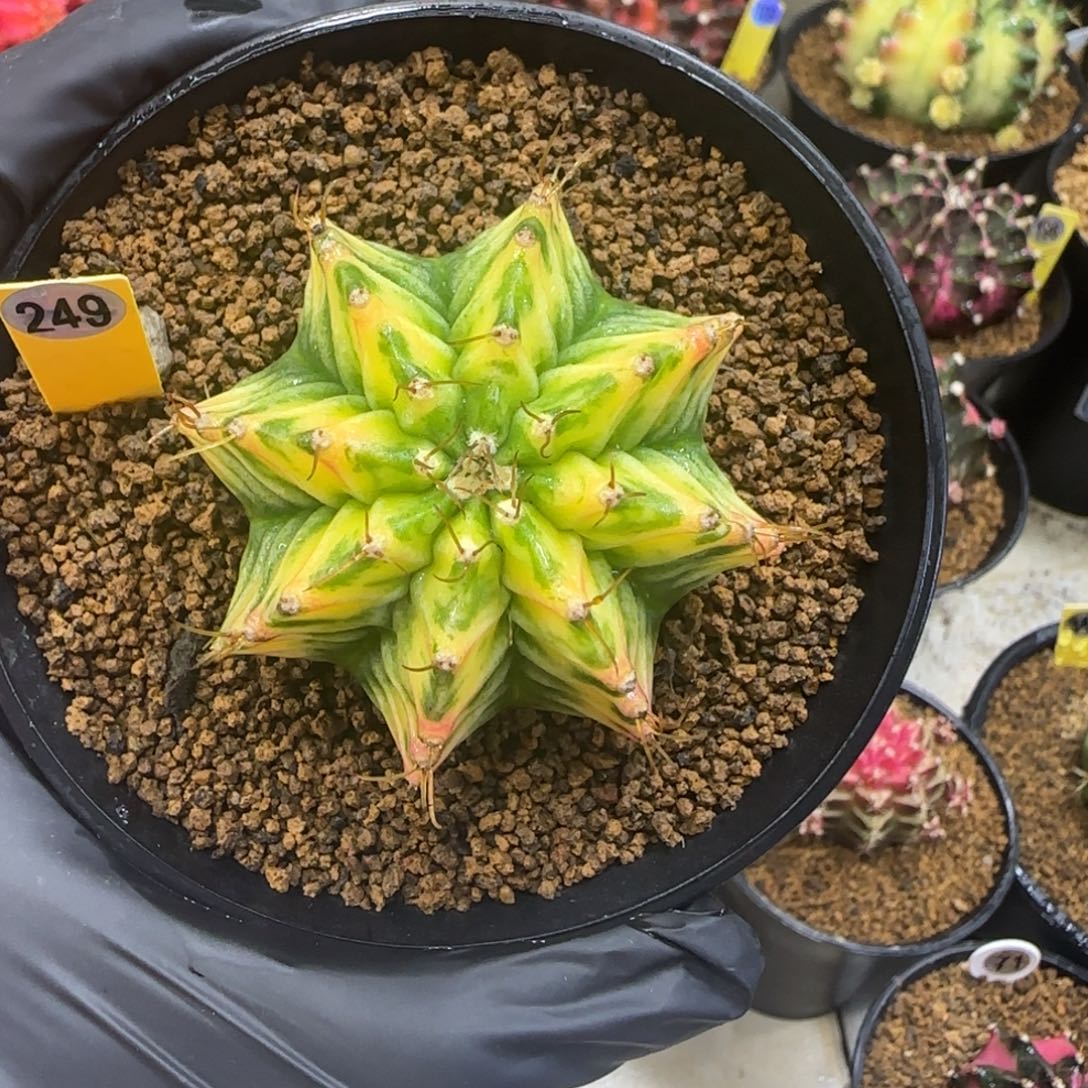 249号泰系实生米哈锦