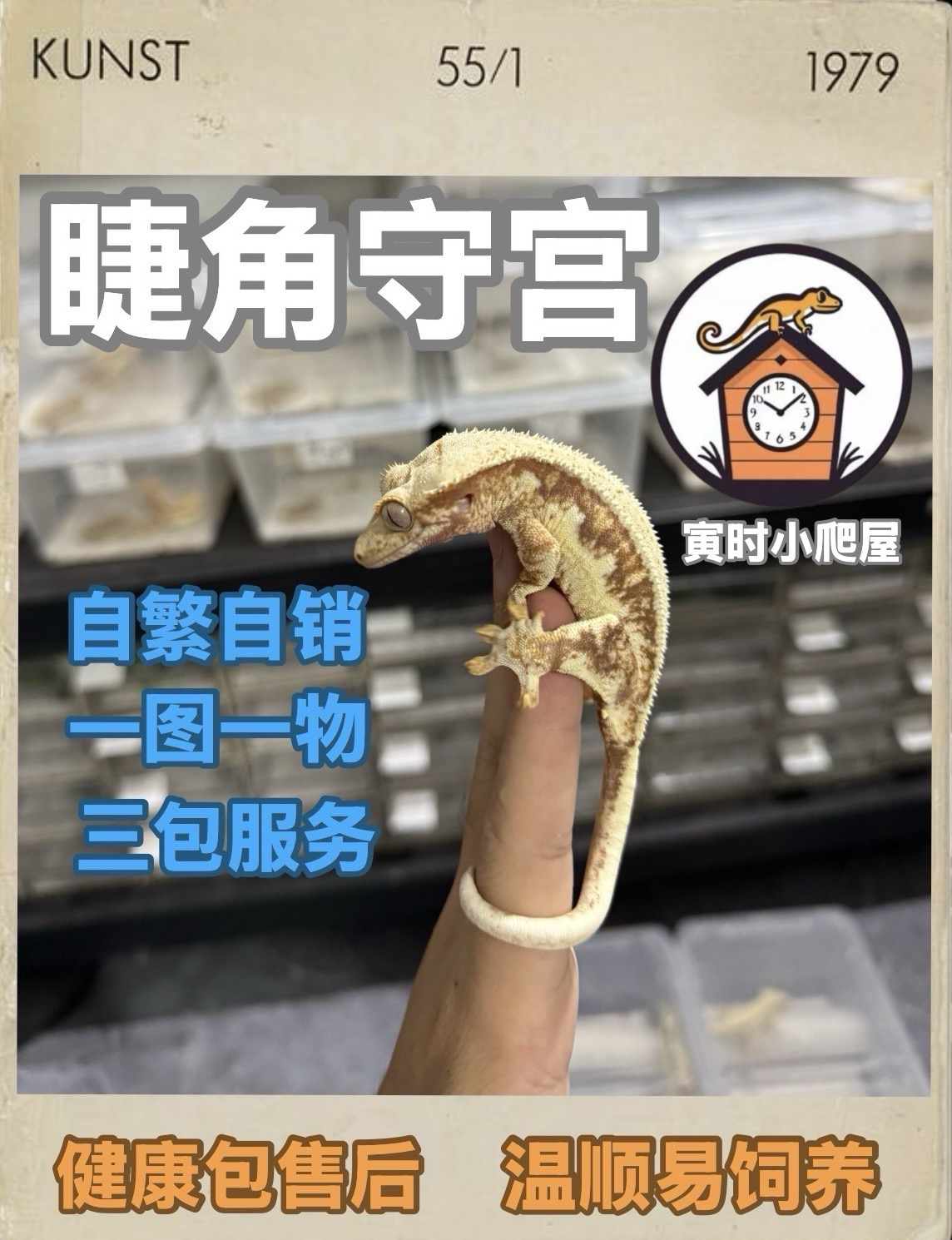 睫角守宫蜥蜴（双红）系列新手易上手温顺可爱