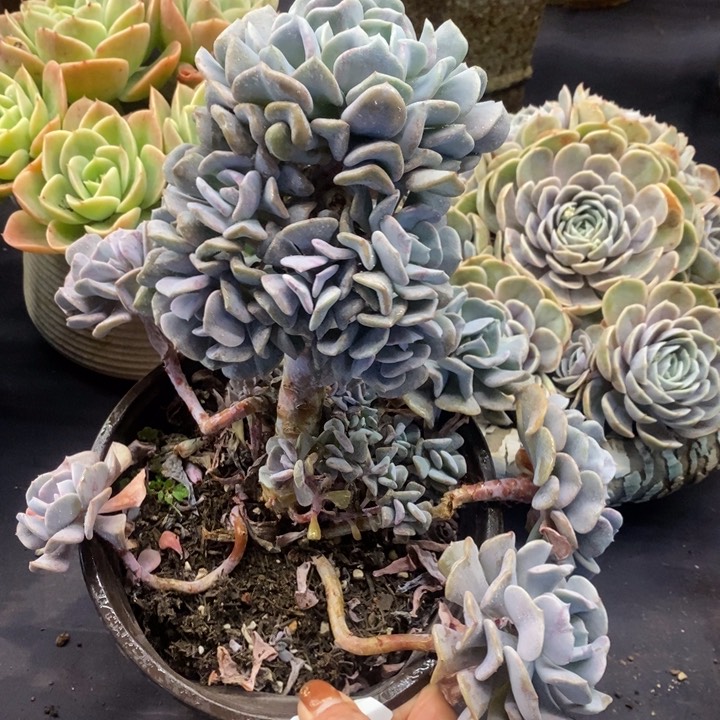 夏悦多肉0118-163雪精灵