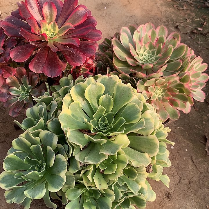 组合多肉植物多肉10