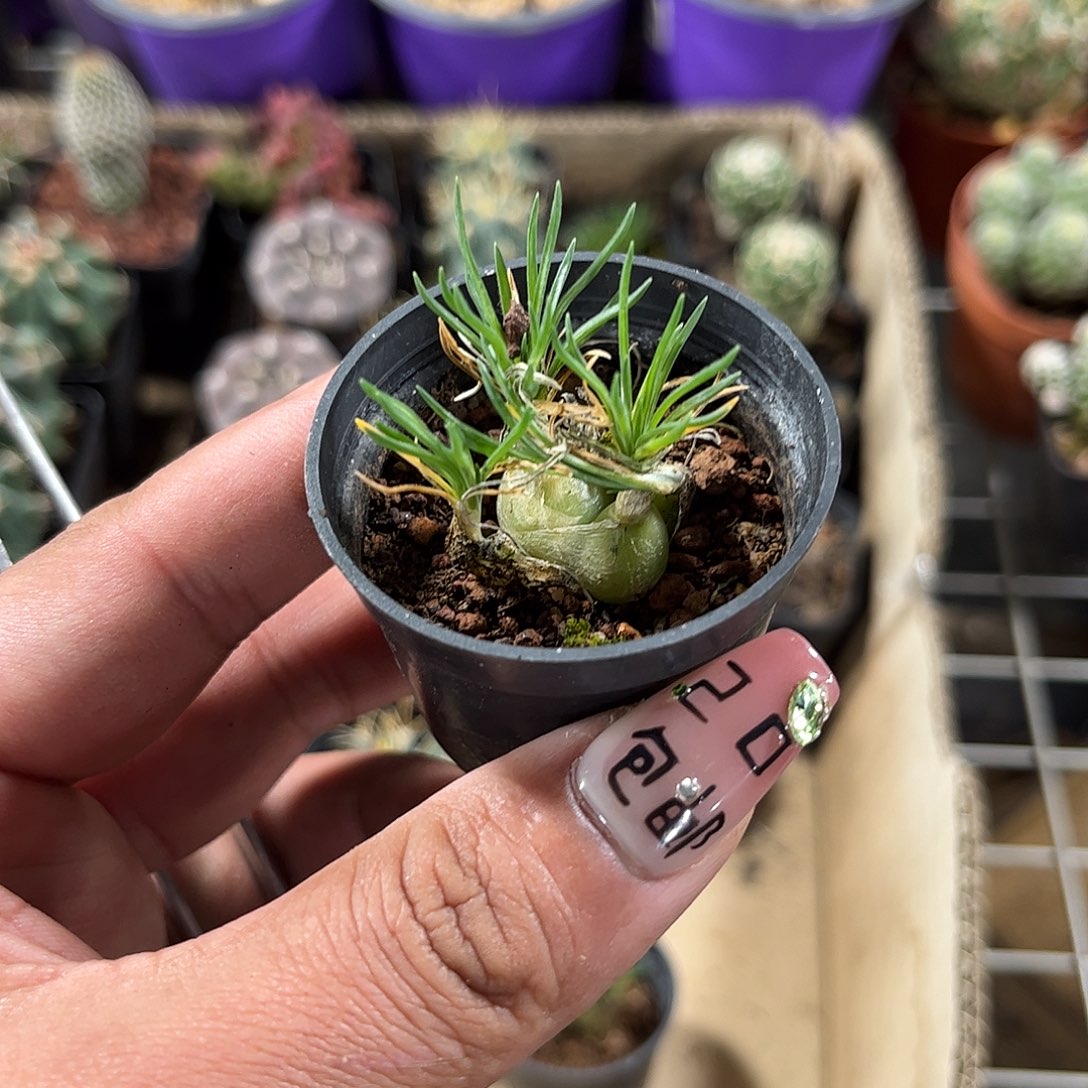 迷你海葱群生单头发货