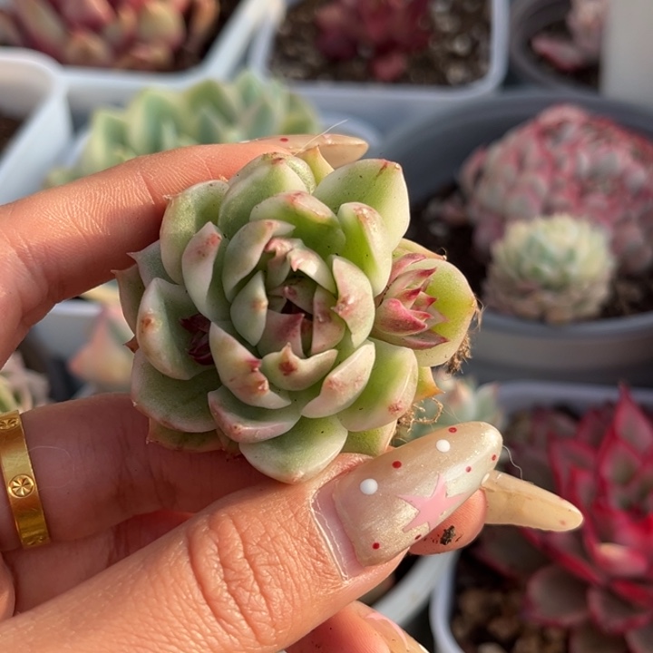 黑水晶锦一颗价格带崽