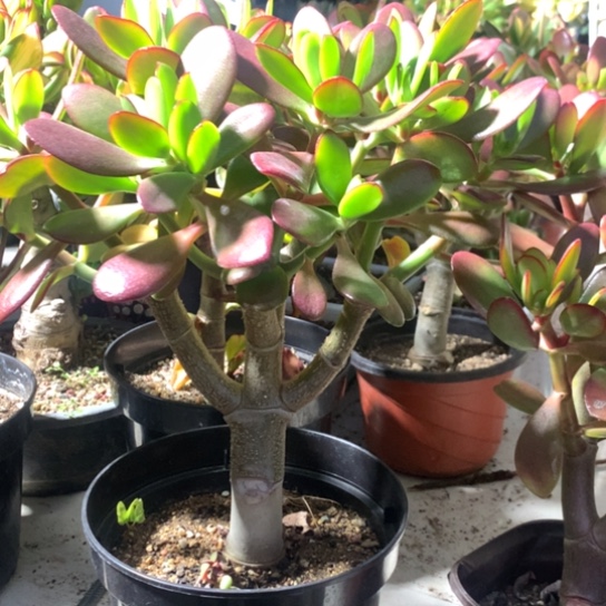 飘*451紫叶脱土发货