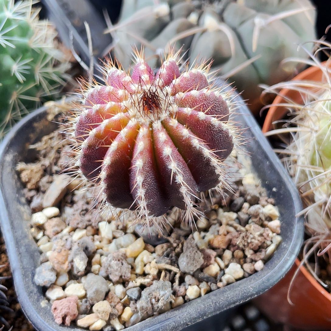 非偏远地区满25包邮仙人球