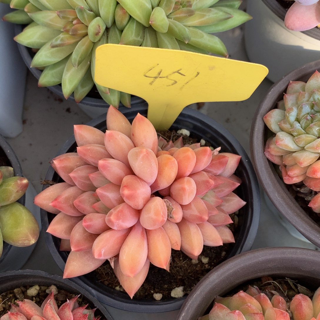 水晶球62626262626262662